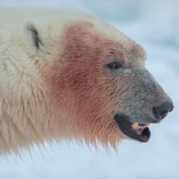 Meet your Posher, Luke - Picture 1 of 1